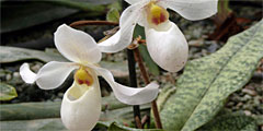 Тропическая атмосфера парка орхидей